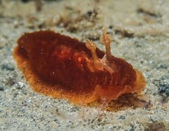 Madrella ferruginosa