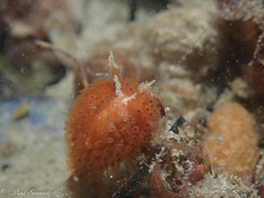 Madrella ferruginosa
