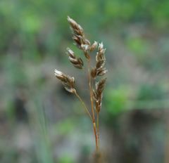 Anthoxanthum australe