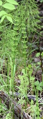 Equisetum pratense