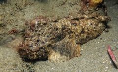 Aploactisoma milesii