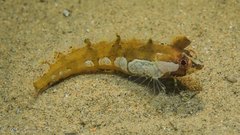Kuiters Weedfish photo 2