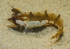 Kuiters Weedfish photo 5