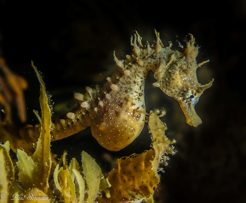 Short-Snouted Seahorse