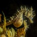 Shorthead Seahorse - Photo (c) Paul Sorensen, some rights reserved (CC BY-NC)