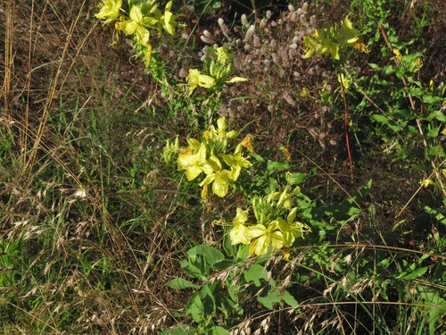 Oenothera heterophylla ssp. heterophylla