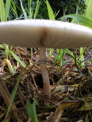 Chlorophyllum molybdites image