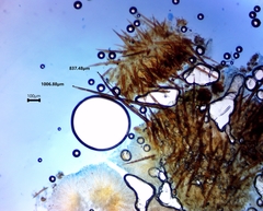 Scutellinia olivascens