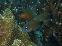 Taeniamia macroptera