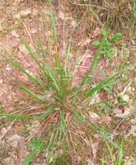 Anthoxanthum australe