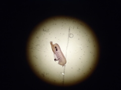 Polyclinum constellatum