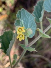 Hermannia grandifolia