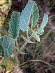 Hermannia grandifolia