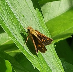Poanes viator