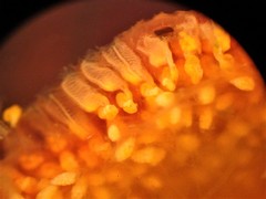 Polyclinum constellatum