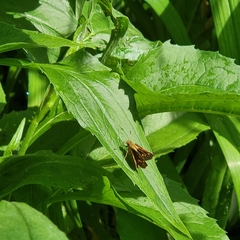 Poanes viator