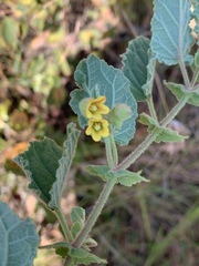 Hermannia grandifolia