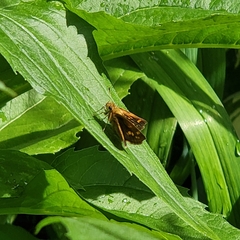 Poanes viator