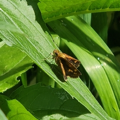Poanes viator