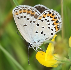 Plebejus argyrognomon
