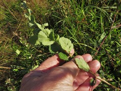 Crataegus uniflora