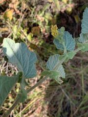 Hermannia grandifolia
