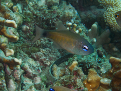 Taeniamia macroptera