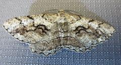 Cymatophora approximaria