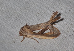 Tarsolepis remicauda