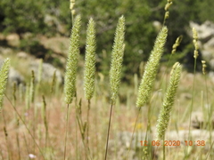 Phleum montanum