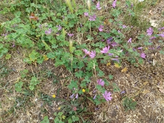Malva sylvestris