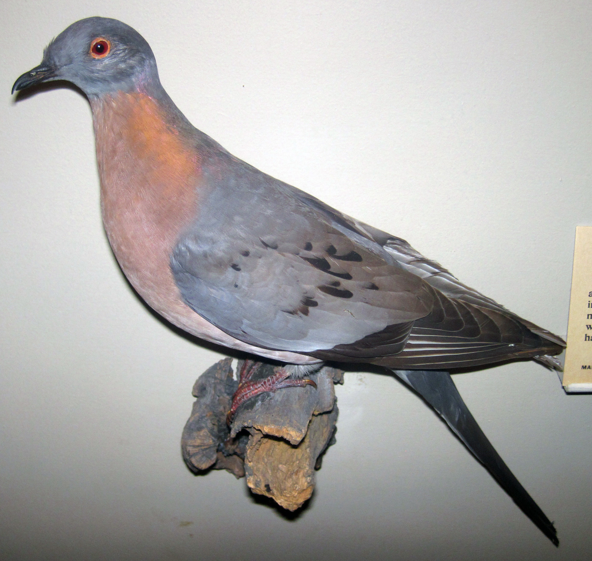 Passenger Pigeon illustration