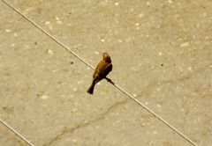Passer montanus