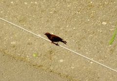 Passer montanus