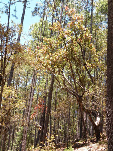 Arbutus madrensis (Arbutus madrensis)