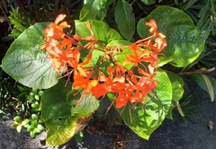 Clerodendrum speciosissimum