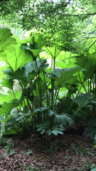 Gunnera tinctoria