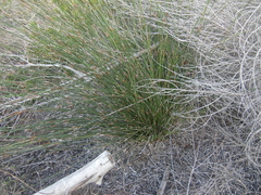 Thamnochortus erectus