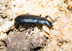 Alobates pensylvanicus