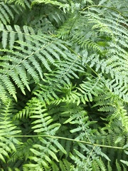 Pteridium aquilinum