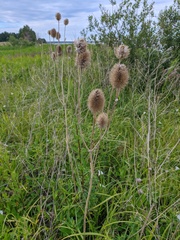 Dipsacus gmelinii