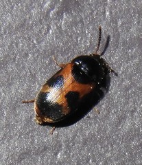 Mycetophagus punctatus