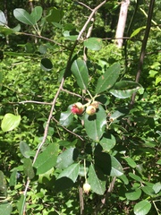 Amelanchier canadensis