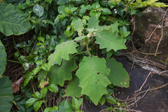 Solanum lasiocarpum