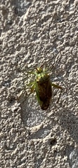 Closterotomus