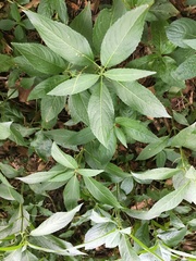 Mercurialis perennis