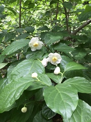 Calycanthus chinensis