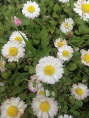 Bellis perennis