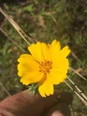 Thelesperma flavodiscum