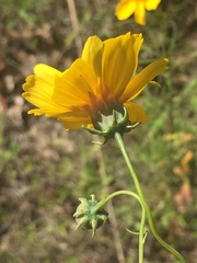 Thelesperma flavodiscum